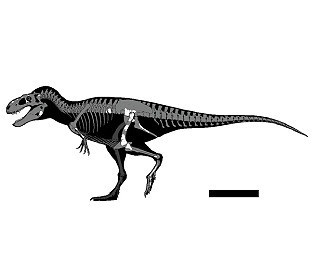 В мексиканском музее обнаружили неизвестный ранее вид тиранозавра: кости животного пролежали в ящике 24 года