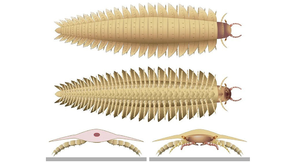 Впечатляющие размеры: ученые нашли окаменелость доисторической многоножки, голова которой больше автомобиля