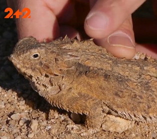 Самые странные создания современности: какое животное брызгает кровью из глаз, и что за рыба меняет пол?