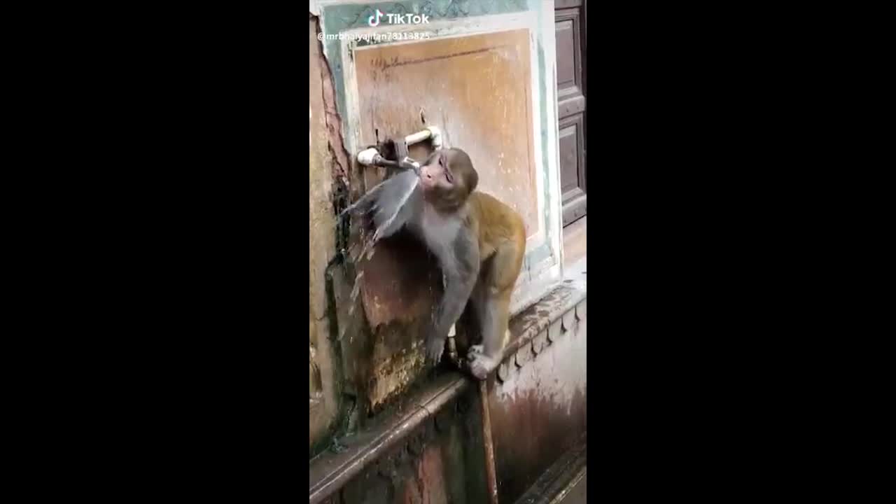 Видео с обезьяной, экономящей воду, стало вирусным в сети