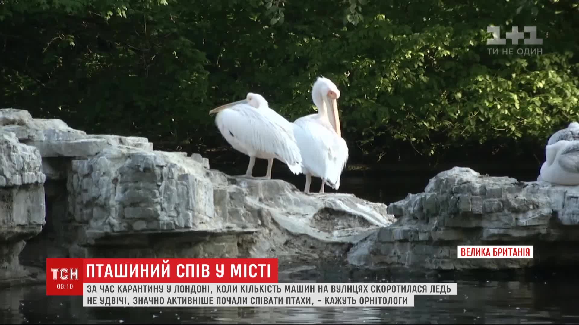 В Лондоне тишина и песни: из-за карантина птицы в городе начали петь громче