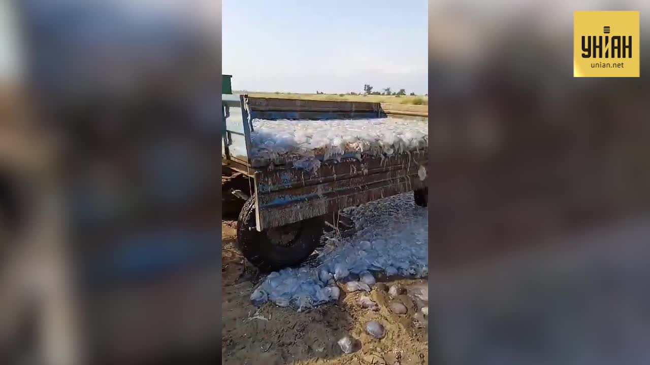 Уборка медуз на центральном пляже Кирилловки