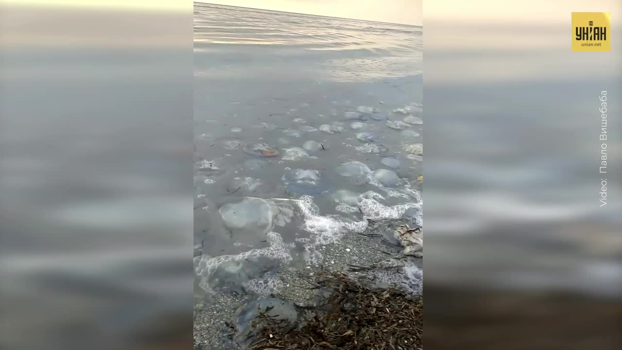 Медузы срывают туристический сезон на Азовском море