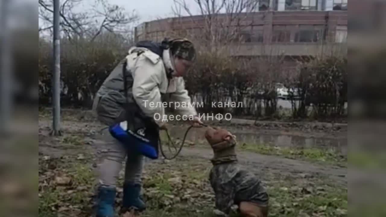 Одесситка избивала собаку палкой