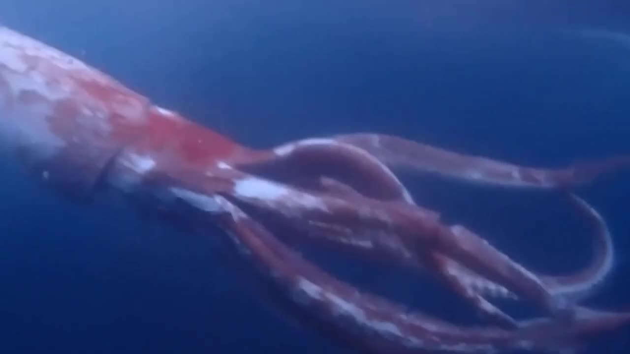 Пара сняла редкие кадры гигантского кальмара у берегов Японии (видео) —  УНИАН