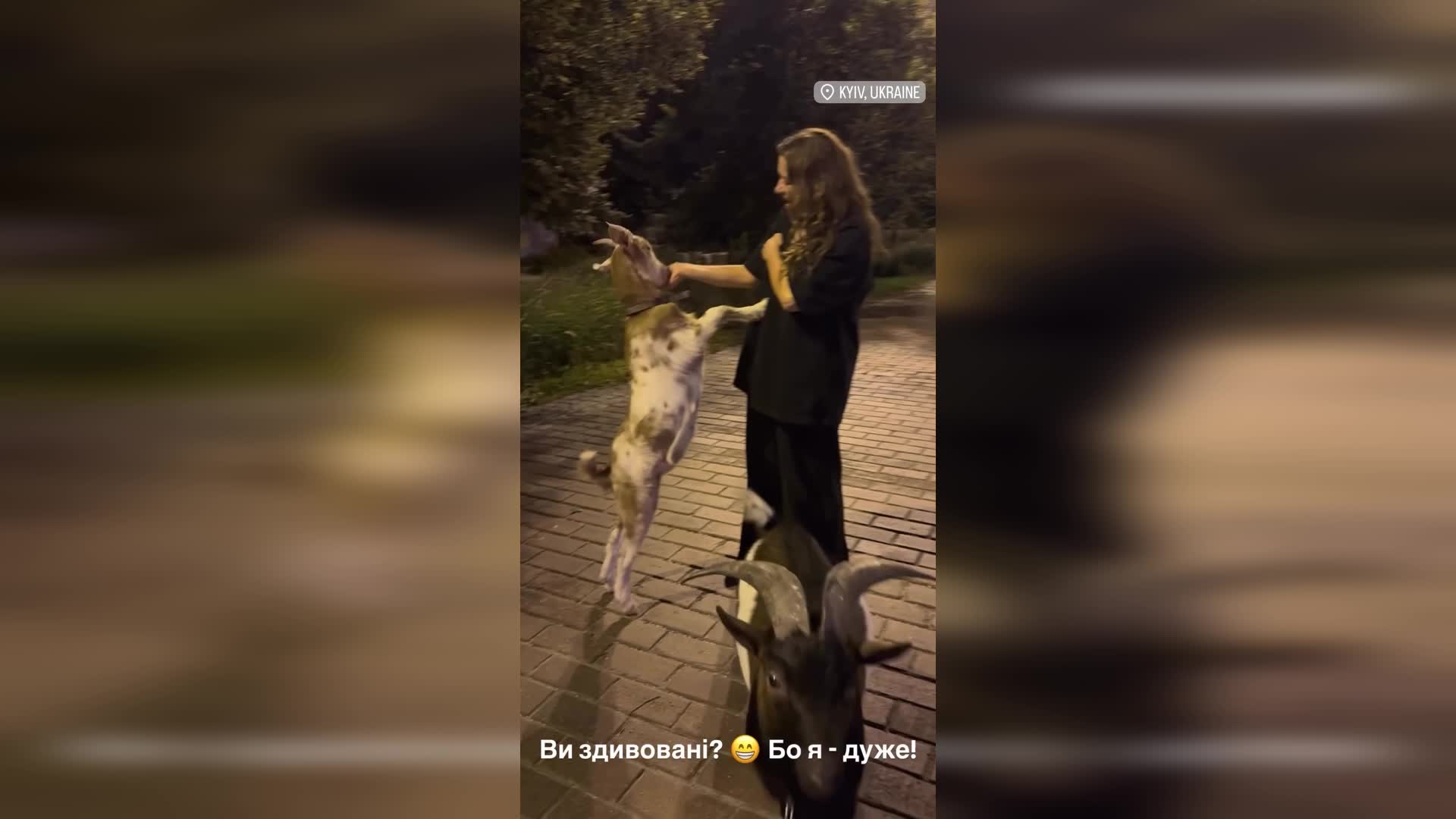 Наталья Могилевская неожиданно показалась в центре Киева с козами - видео — УНИАН